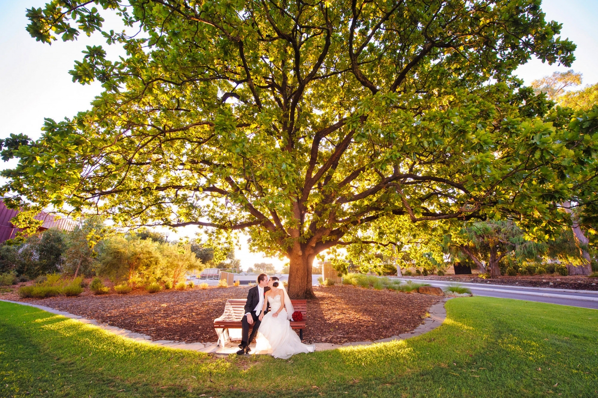 Wedding couple sitting beneath a sunlit tree